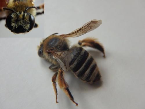 Tetraloniella fulvescens