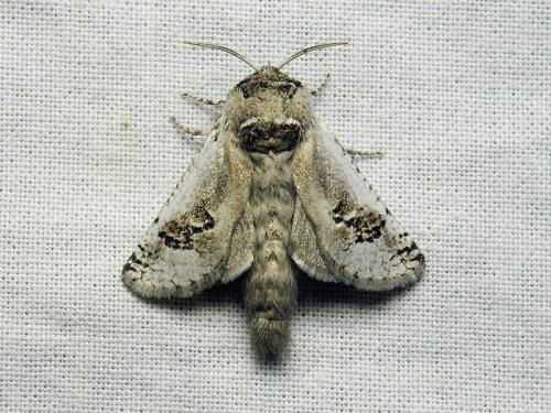 Parahypopta caestrum