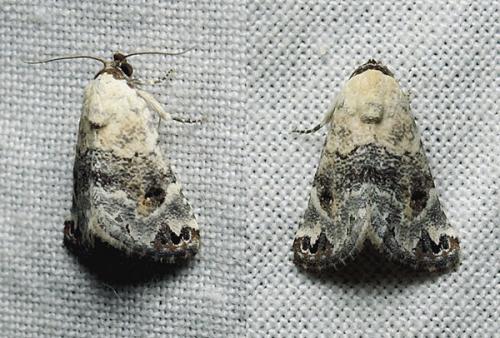 Réf. 167 804 : Eublemma scitula