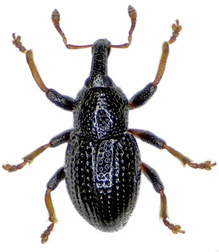 Réf. 167 657 : Leiosoma nicolasi