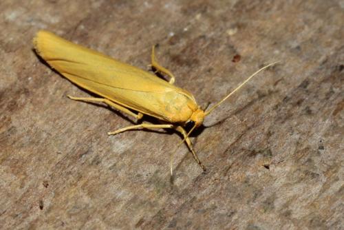 Réf. 167 884 : Eilema pygmaeola