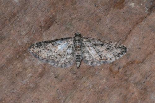 Réf. 167 262 : Eupithecia inturbata