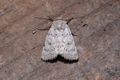 Réf. 167 257 : Hoplodrina respersa