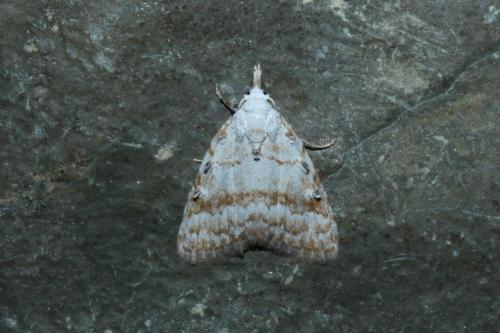 Nola aerugula