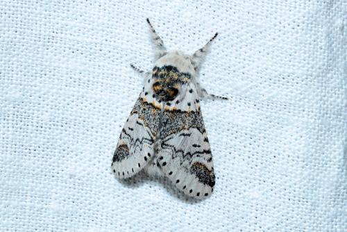Furcula furcula