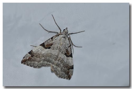 Aplocera praeformata