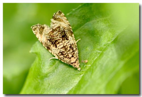 Celypha lacunana
