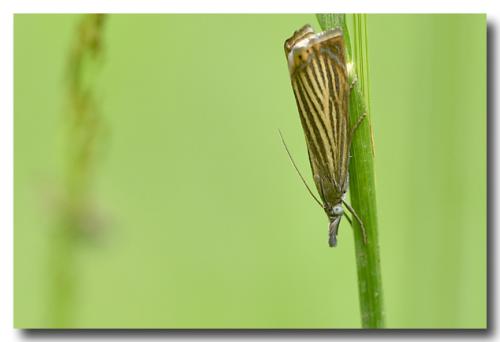 Chrysoteuchia culmella