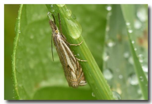 Réf. 167 441 : Crambus lathoniellus