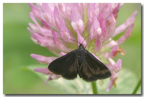 Pyrausta coracinalis