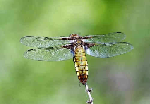 Libellula depressa