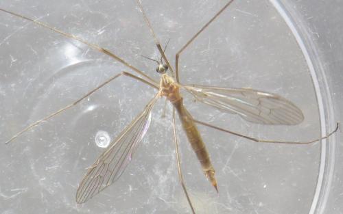 Austrolimnophila ochracea