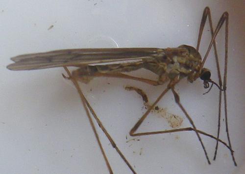 Réf. 167 618 : Erioconopa sp.