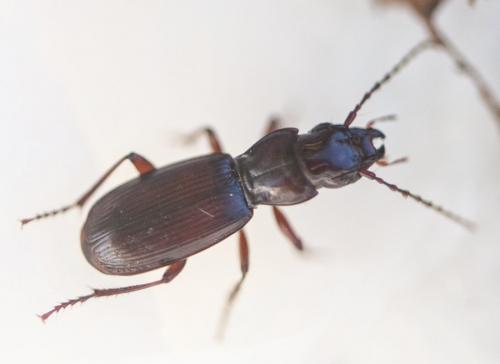 Pterostichus nadari