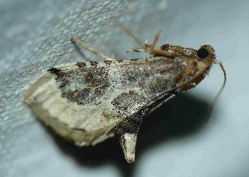 Loryma egregialis