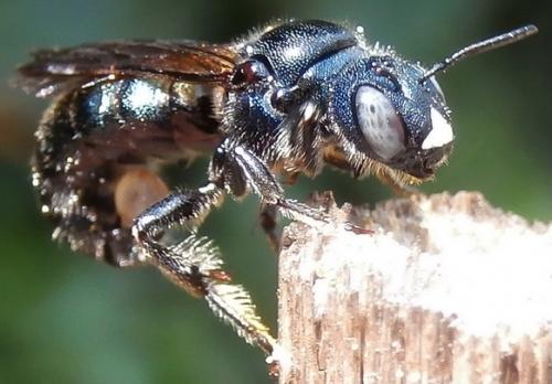 Réf. 167 435 : Ceratina chalcites