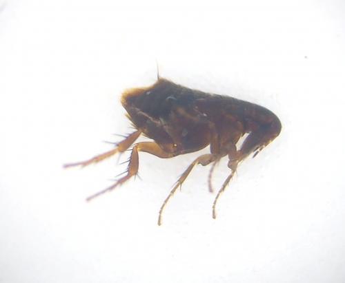 Ceratophyllus gallinae