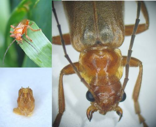 Cantharis rufa
