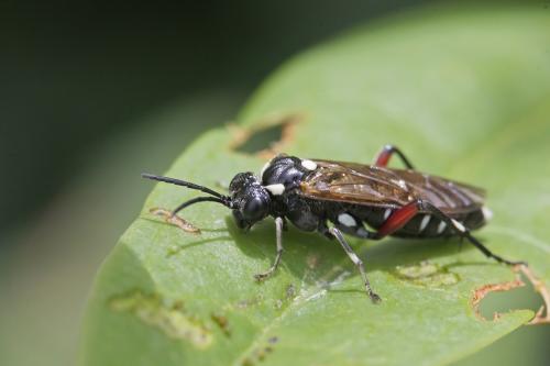 Réf. 167 140 : Macrophya punctumalbum