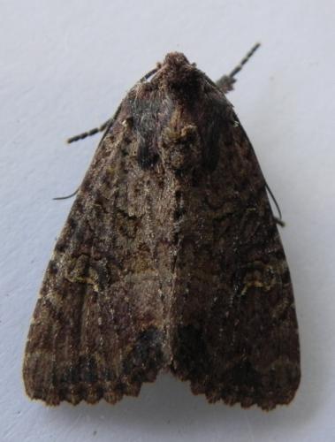 Réf. 167 193 : Mesapamea sp.