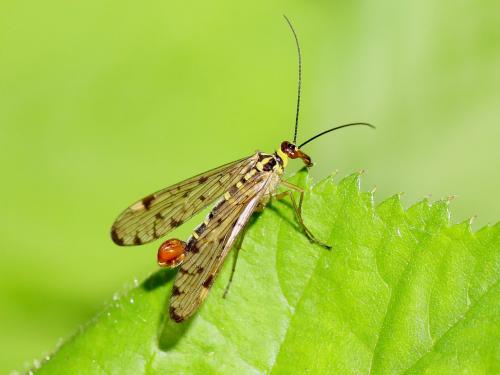 Panorpa communis