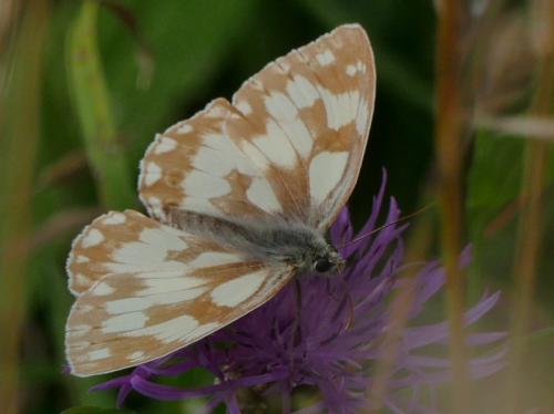 Réf. 167 214 : Melanargia galathea