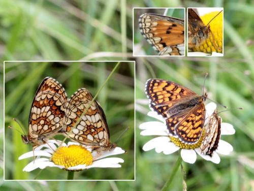 Melitaea athalia