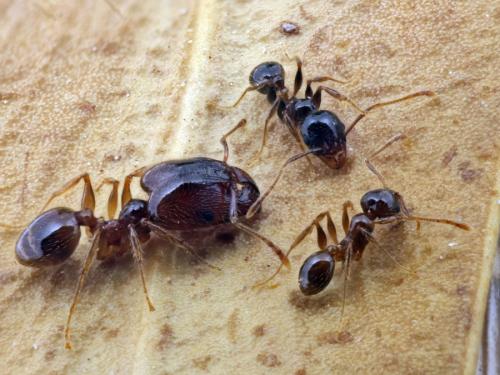 Réf. 167 759 : Pheidole pallidula