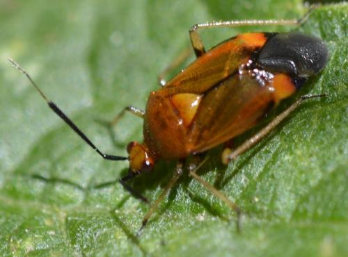 Réf. 167 542 : Deraeocoris ruber