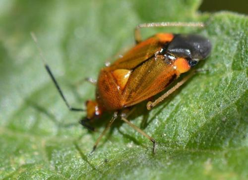 Deraeocoris ruber