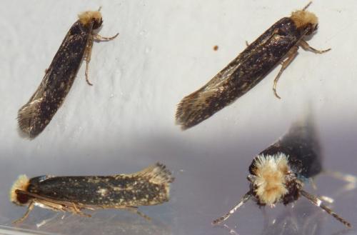 Monopis sp.