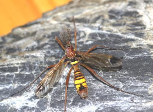 Réf. 167 986 : Ctenophora ornata
