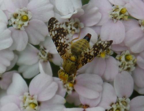 Réf. 167 894 : Oxyna flavipennis