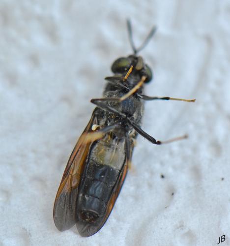 Hermetia illucens