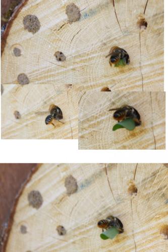 Megachile sp.