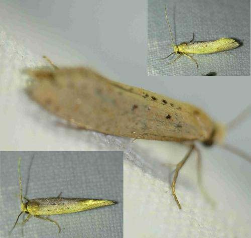 Réf. 167 188 : Myrmecozela ataxella