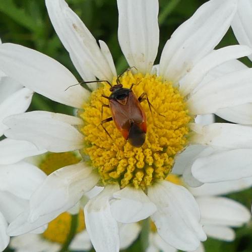 Réf. 167 269 : Deraeocoris ruber
