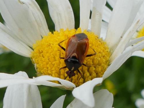 Réf. 167 270 : Deraeocoris ruber