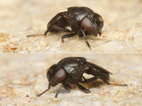 Discomyza incurva