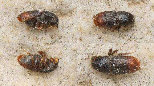 Scolytus sp.
