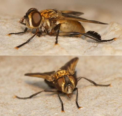 Trichopoda pictipennis
