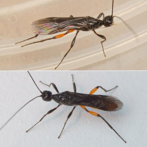 Doryctes leucogaster