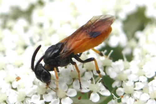 Arge cyanocrocea