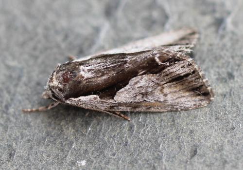 Réf. 167 627 : Calliergis ramosa