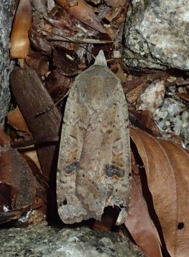 Noctua pronuba