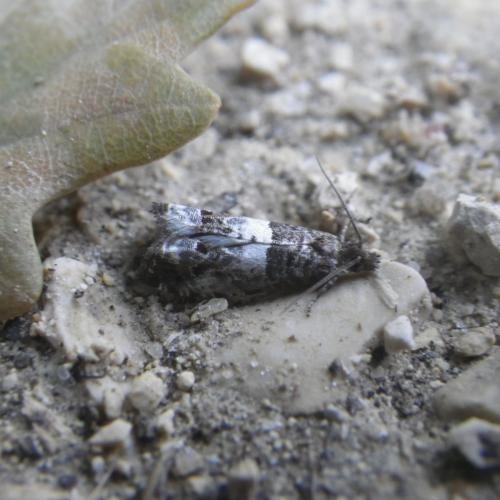 Réf. 167 654 : Notocelia trimaculana