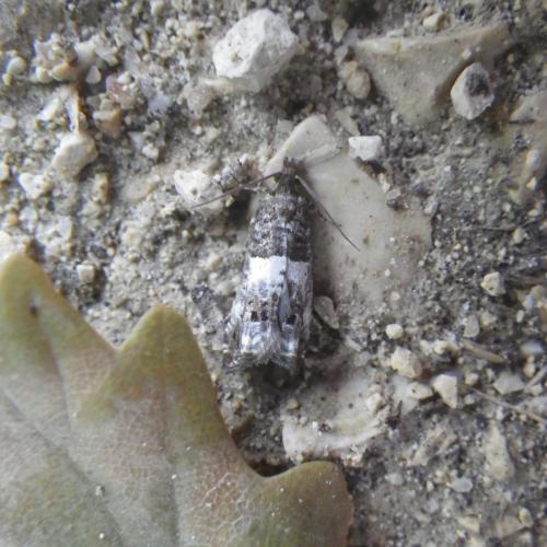 Réf. 167 655 : Notocelia trimaculana