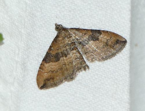 Réf. 167 179 : Nycterosea obstipata