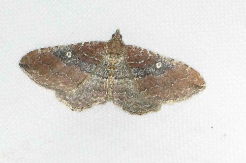 Réf. 167 180 : Nycterosea obstipata