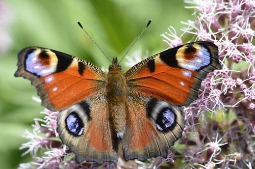 Réf. 167 173 : Aglais io